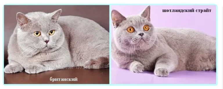 Шотландская британская разница. Шотландская прямоухая кошка отличие от британской. Британская Шотландская кошка прямоухая. Британцы и шотландцы кошки. Шотландская кошка скоттиш страйт серая.