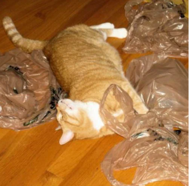 Коты и пакеты. Пакет с котятами. Кот в пакете. Кот в полиэтилене.