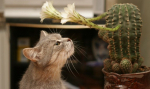 Грызя кактус: почему коты едят домашние растения? | Лохматый Будильник | Яндекс Дзен0
