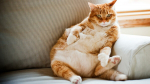 Ожирение у котов: причины, признаки и лечение | Лохматый Будильник | Яндекс Дзен0