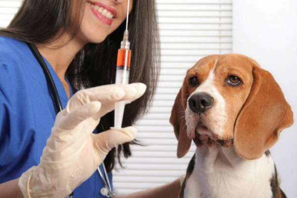 Прививки, которые обязательно должны быть у Вашей собаки | Лохматый Будильник | Яндекс Дзен0